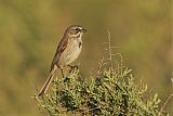 Bell's Sparrow